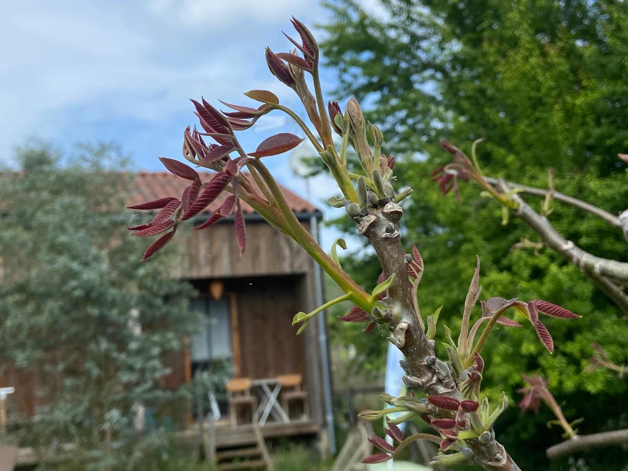 Gite Wildflower Lane Valojoulx المظهر الخارجي الصورة